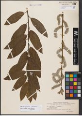 Salix burjatica Nasarow